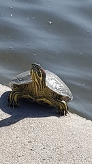 Trachemys scripta