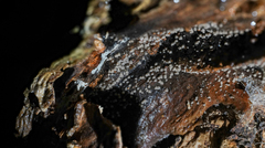 Resupinatus striatulus