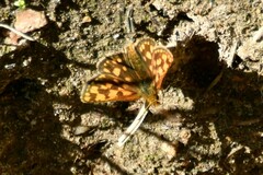 Carterocephalus skada