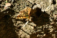 Carterocephalus skada