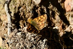 Carterocephalus skada