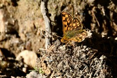 Carterocephalus skada