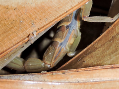 Centruroides elegans