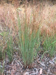 Juncus usitatus