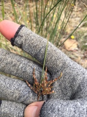 Juncus usitatus