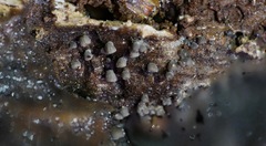 Resupinatus striatulus