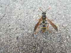 Polistes dominula