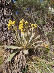 Espeletia hartwegiana