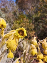 Espeletia hartwegiana