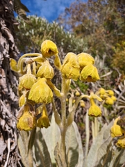 Espeletia hartwegiana