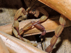 Centruroides elegans