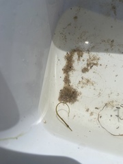 Syngnathidae