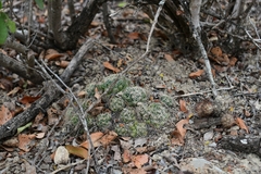 Mammillaria sphaerica