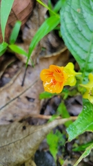 Chrysothemis friedrichsthaliana