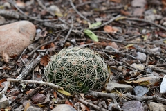 Mammillaria sphaerica