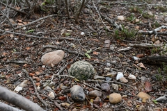 Mammillaria sphaerica
