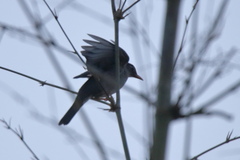Turdus simillimus