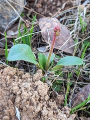 Micranthes integrifolia