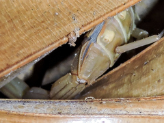 Centruroides elegans