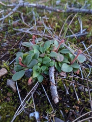 Micranthes integrifolia
