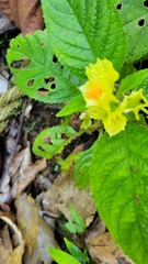 Chrysothemis friedrichsthaliana