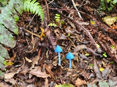 Entoloma hochstetteri