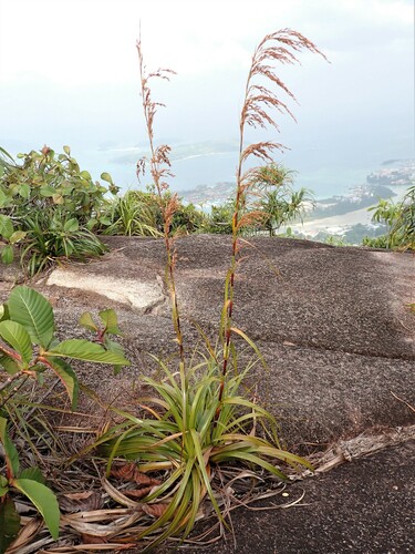 Costularia hornei