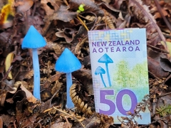 Entoloma hochstetteri