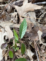 Frangula caroliniana