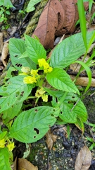 Chrysothemis friedrichsthaliana