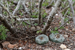 Lophophora williamsii