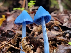 Entoloma hochstetteri