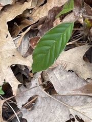 Frangula caroliniana