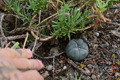 Lophophora williamsii