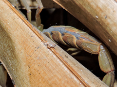 Centruroides elegans