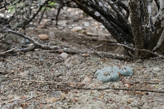 Lophophora williamsii