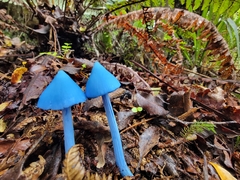 Entoloma hochstetteri