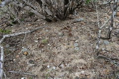 Lophophora williamsii