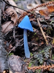 Entoloma hochstetteri