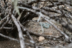 Lophophora williamsii