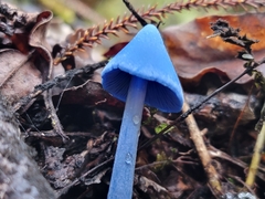 Entoloma hochstetteri