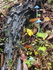Entoloma hochstetteri