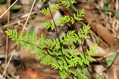 Cheilanthes sieberi