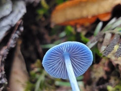 Entoloma hochstetteri
