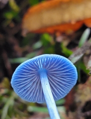 Entoloma hochstetteri