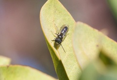 Derandrena