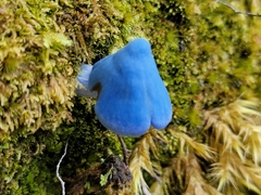 Entoloma hochstetteri