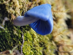 Entoloma hochstetteri