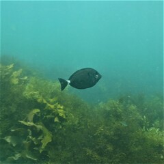 Prionurus maculatus