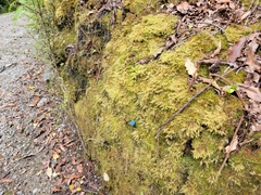 Entoloma hochstetteri